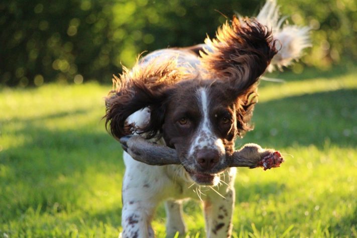 Estes são os melhores cães de caça do mundo