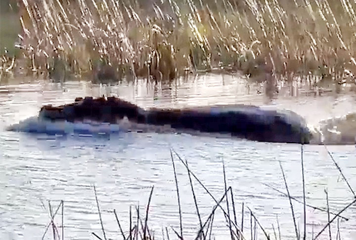 Em 2022, um vídeo que mostrou o ataque de um hipopótamo a leões em Botswana atraiu a atenção de milhões de pessoas e entrou para a lista dos mais curiosos do mundo animal.  O FLIPAR mostrou e houve vários tipos de reações. 