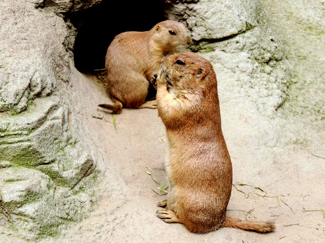Marmotas - Ficam hibernando mais do que uma estação. Ao todo, permanecem na toca, sem se alimentar, por sete ou oito meses do ano.