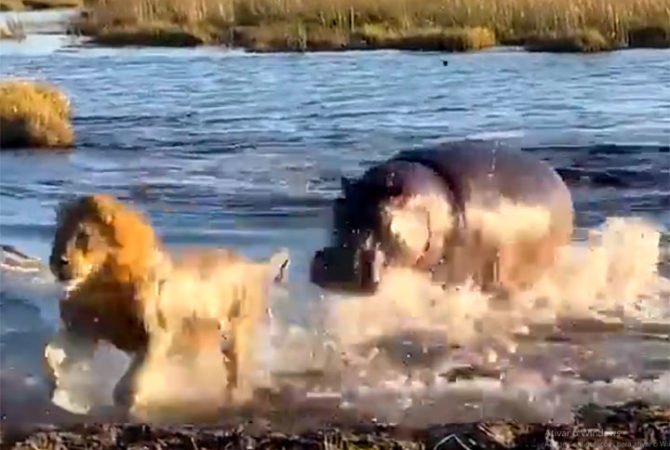 O verdadeiro Rei da Selva: hipopótamo afugenta 3 leões