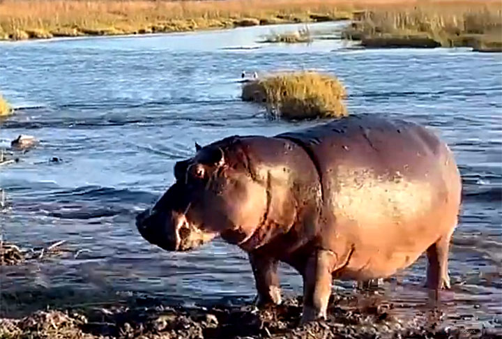 Internautas questionaram sobre a fama do leão de Rei da Selva. E se impressionaram sobre como o hipopótamo, tão pesado, consegue avançar tão rapidamente num rio? Maa teve gente achando que foi justamente a água que ajudou. 