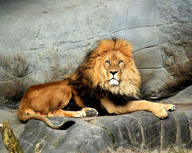 <p>Os leões são encontrados, principalmente, na África. Na Ásia há poucos leões por causa da perda de habitat, caça excessiva e competição com humanos ao longo dos séculos. Na Ásia, restam apenas alguns na floresta de Gir, na Índia, onde o Leão Asiático (uma subespécie distinta) sobrevive.</p>
