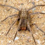 Aranha-armadeira (Phoneutria)