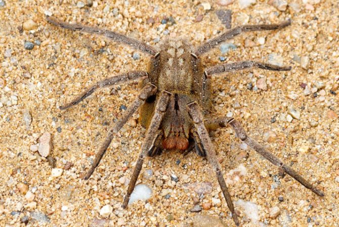 Os animais peçonhentos mais perigosos do Brasil