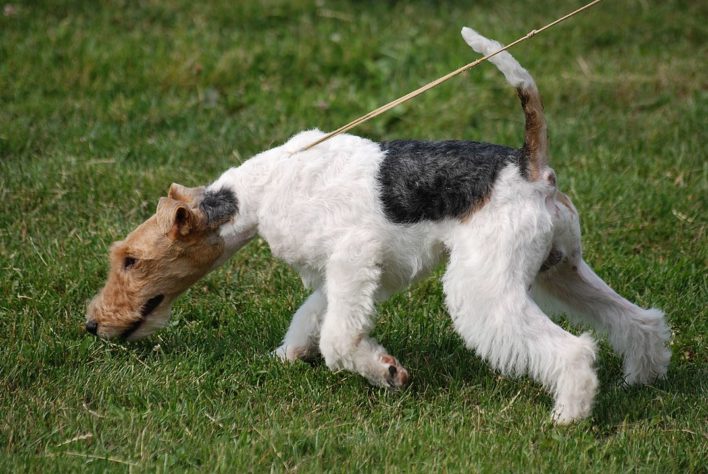 Estes são os melhores cães de caça do mundo