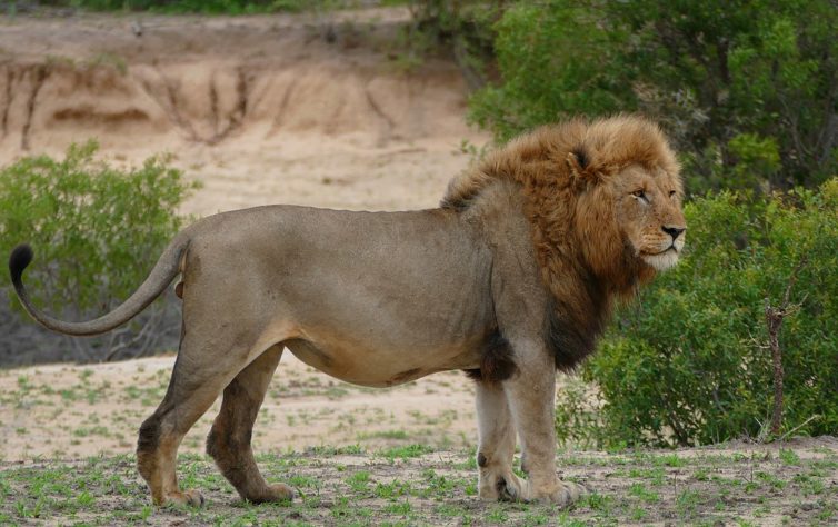 Animais barulhentos