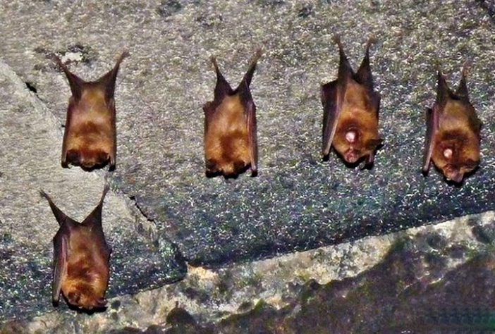 Temidos e fascinantes: Curiosidades sobre morcegos