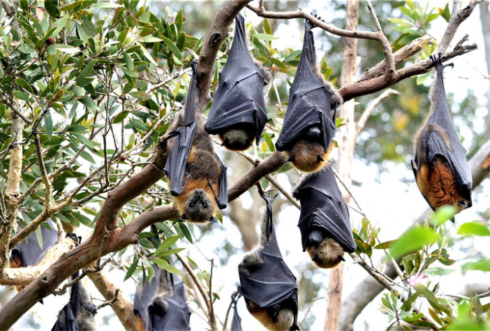 Temidos e fascinantes: Curiosidades sobre morcegos