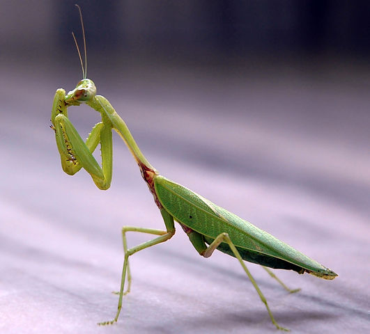 Esse inseto não oferece perigo aos seres humanos. Ele não pica e não é venenoso.