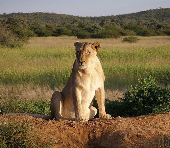 Animais rápidos 