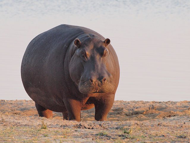 Zoólogos explicam que os hipopótamos defendem seu território de forma muito agressiva quando eles percebem uma invasão. 