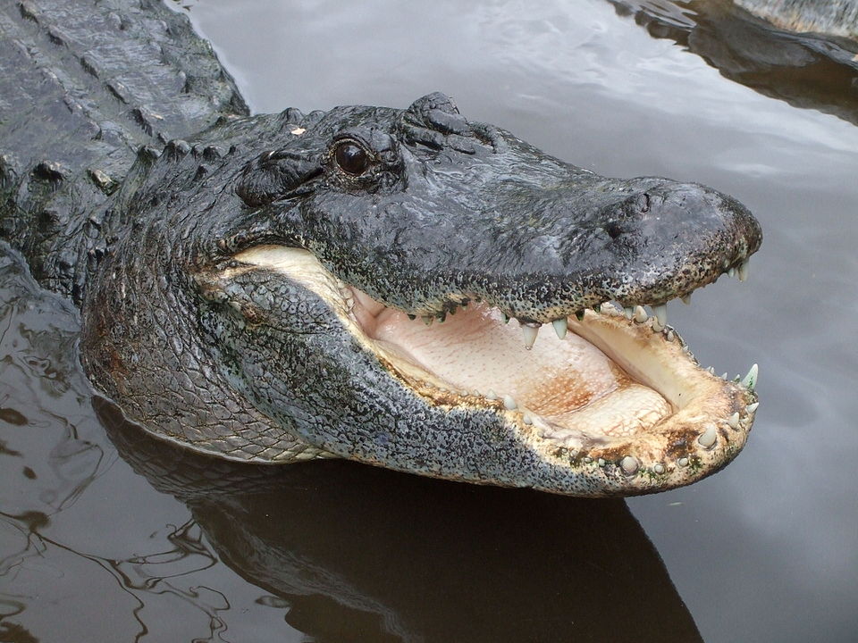 Fato número 2: Dormem de boca aberta - Os crocodilos não suam, então se sentam ou deitam com a boca aberta para liberar calor. Por isso, se você ver esse animal de boca aberta, não precisa ficar em pânico, pois ele pode estar se refrescando ou até mesmo dormindo. 