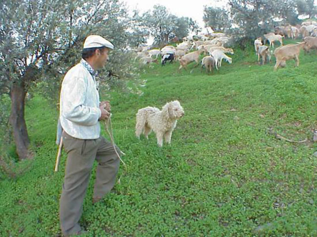 Estes são os melhores cães de caça do mundo