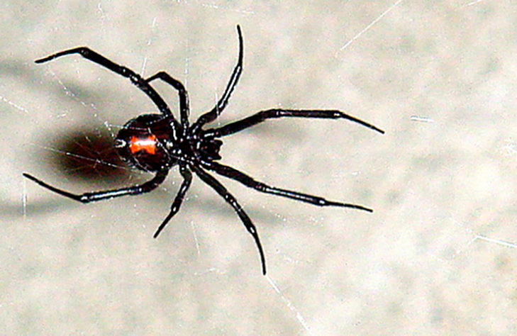 aranhas 