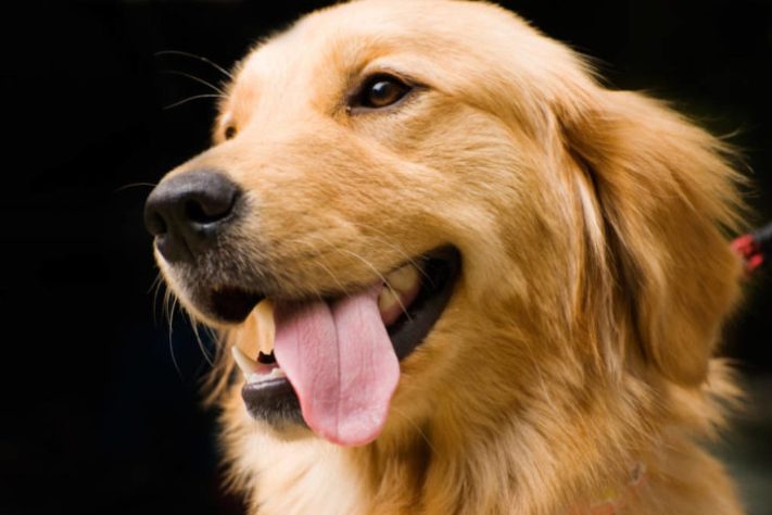 Golden retriever - cachorro