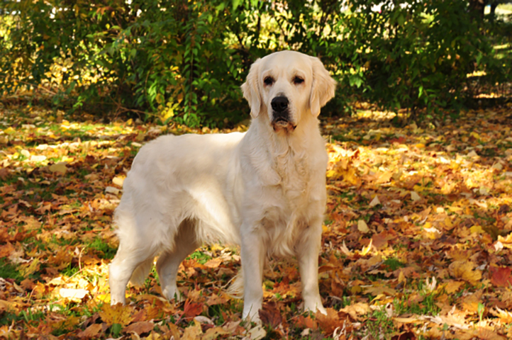 A expectativa de vida do Golden Retriever é de 10 a 12 anos, sendo uma raça geralmente saudável. No entanto, ele pode ser propenso a problemas como displasia coxofemoral, câncer e doenças cardíacas. Consultas regulares ao veterinário são fundamentais para garantir sua saúde.