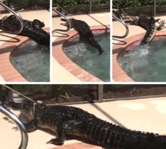 Em junho de 2017 uma mulher que limpava uma piscina em outra casa na Flórida ficou aterrorizada quando viu um jacaré nadando. Era época de acasalamento e um especialista disse que o jacaré - que era uma fêmea - deveria estar procurando local para colocar os ovos. 