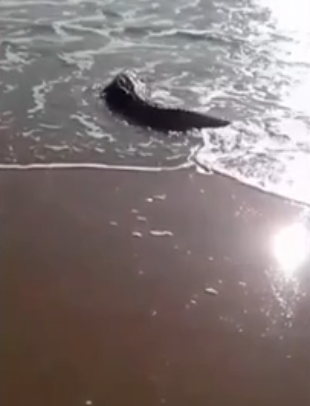 Eram 9h da manhã, horário em que banhistas aproveitavam para pegar o sol das primeiras horas da manhã, que é considerado saudável. E eis que surge o animal selvagem, um dos mais perigosos e agressivos para os homens, também tomando um solzinho. 