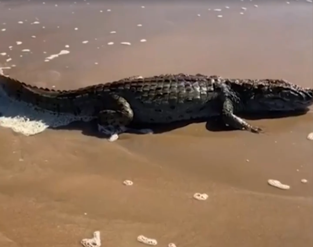 Após o episódio, a prefeitura iniciou a elaboração de um protocolo de segurança com a instalação de placas de sinalização no parque a fim de proteger tanto os visitantes quanto os animais silvestres que habitam o local. Além, é claro, de alertar sobre a presença dos répteis e reforçar o respeito ao espaço deles.