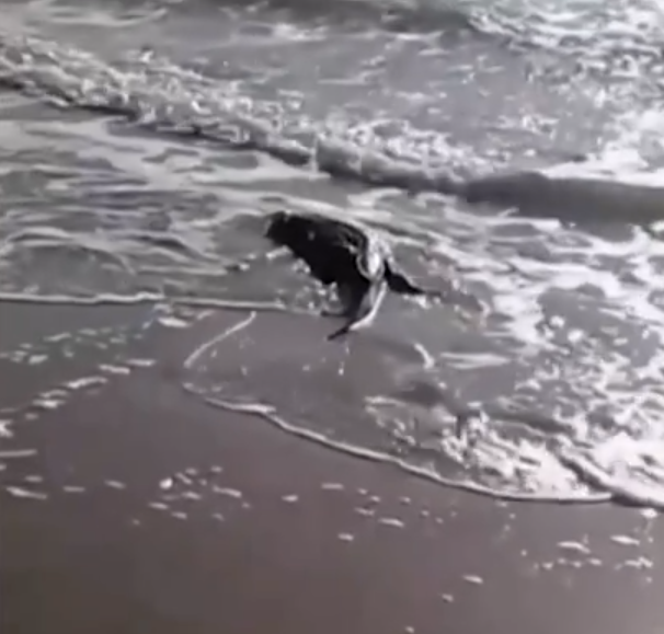O jacaré estava bem na beirinha da praia e às vezes avançava para a água para 
