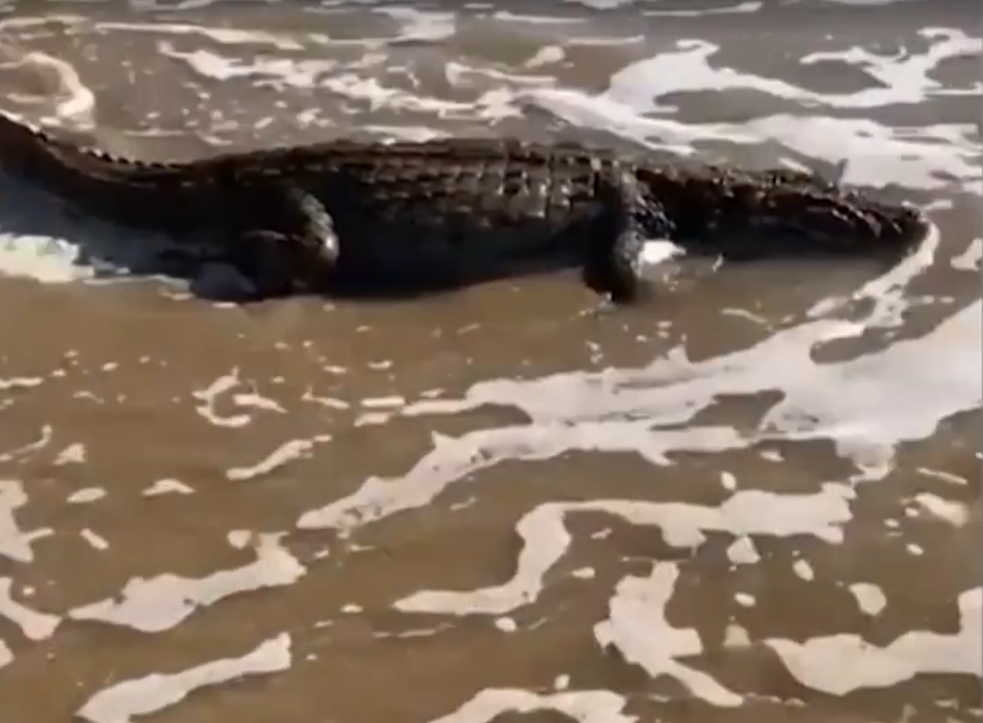 Os banhistas levaram um susto quando um jacaré apareceu em plena Praia da Marina, na Armação. 