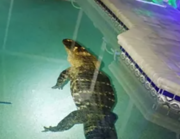 A polícia do Condado de Charlotte disse que ele rasgou a tela da piscina para entrar na água. 