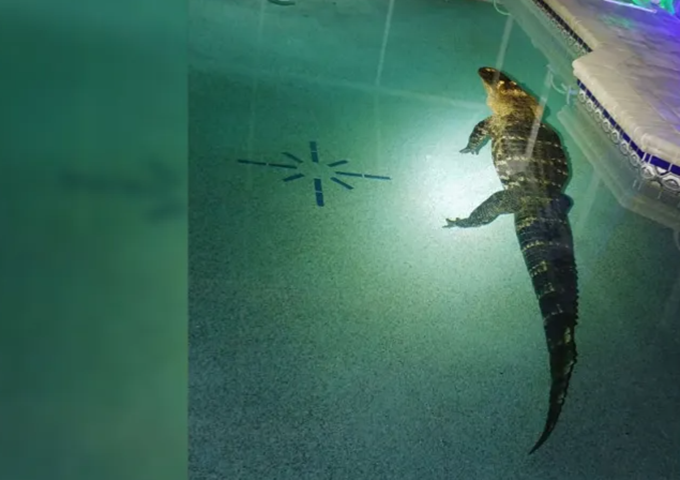 Na FlÃ³rida, nos Estados Unidos, jacarÃ©s assustam as pessoas com frequÃªncia. Em marÃ§o de 2022, uma famÃ­lia que mora em Deep Creek  ouviu um barulho e adivinhe o que descobriu? Um jacarÃ© na piscina. 