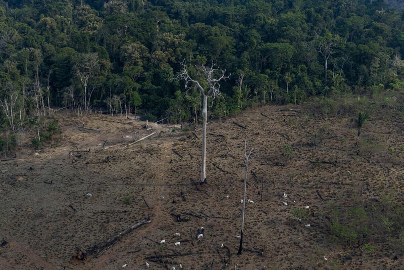 No Brasil, a perda de florestas tropicais primárias caiu 42% em 2025, contribuindo para a melhora global. Ainda assim, o país registrou a maior área perdida nessa categoria. Segundo o WRI, políticas ambientais e fiscalização mais fortes favoreceram a redução.