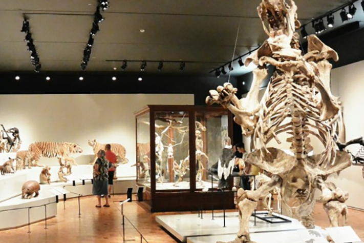 Museu de Zoologia da USP