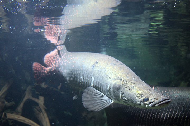O pirarucu está entre os maiores peixes de água doce do mundo e pode atingir cerca de três metros e 200 quilos. Nativo da Bacia Amazônica, é um predador carnívoro e oportunista. Sua alimentação inclui principalmente peixes, além de crustáceos e outros pequenos animais. -  (crédito: Wikimedia Commons/Citron)