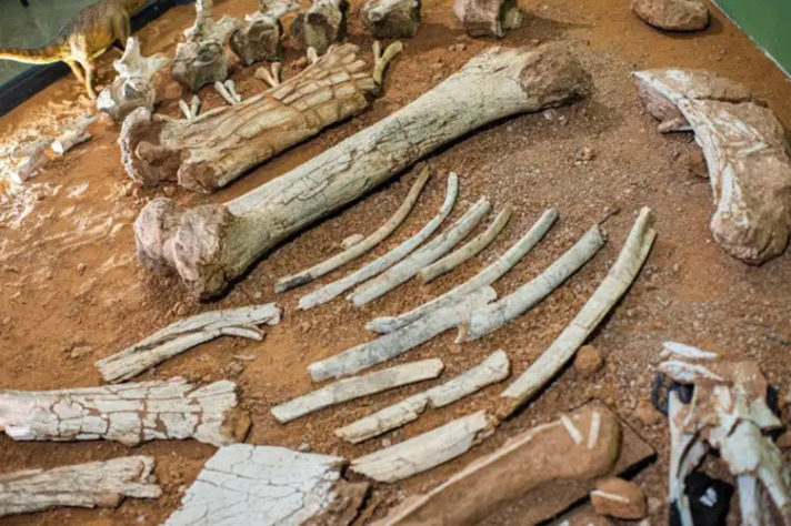 Museu de Paleontologia de Monte Alto  fóssil de titanossauro