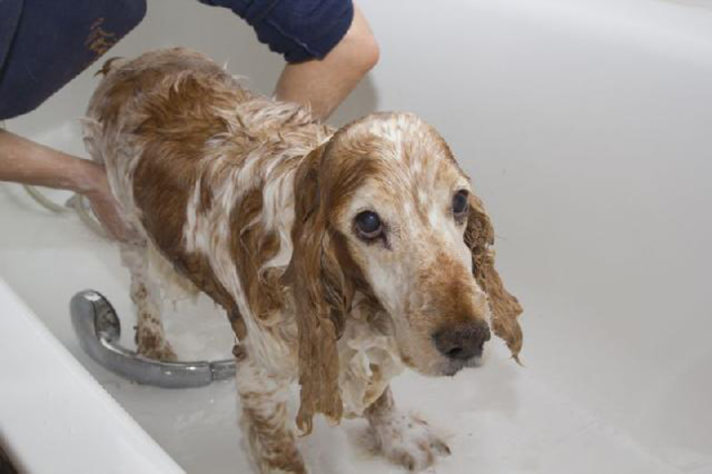 Refrescar cachorro no calor