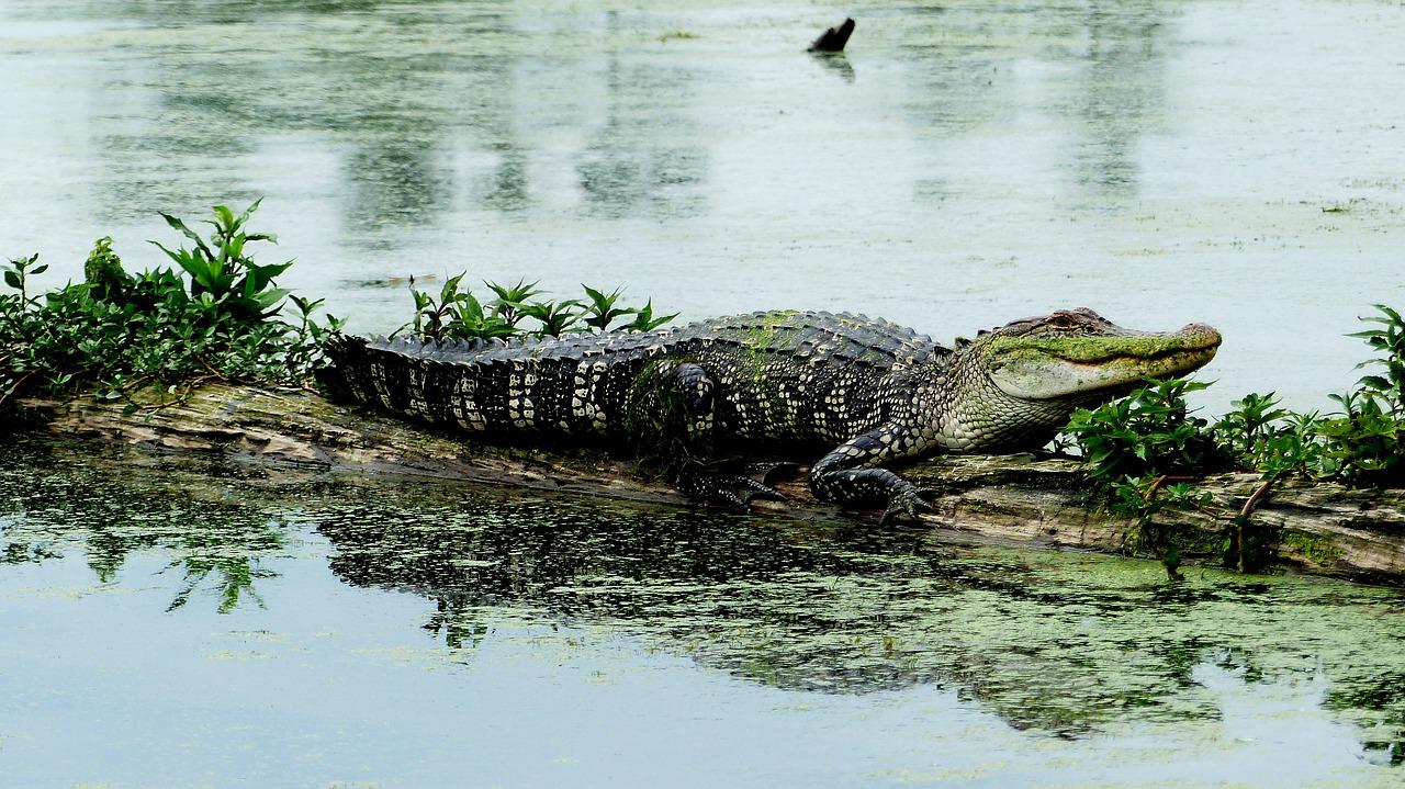 Os crocodilos também têm mais uma diferença: preferem águas salobras, enquanto jacarés gostam de água doce, como aparece na foto.