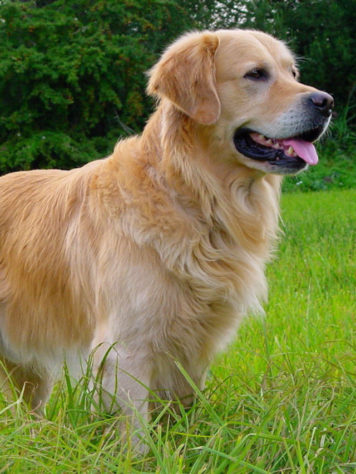 cachorro