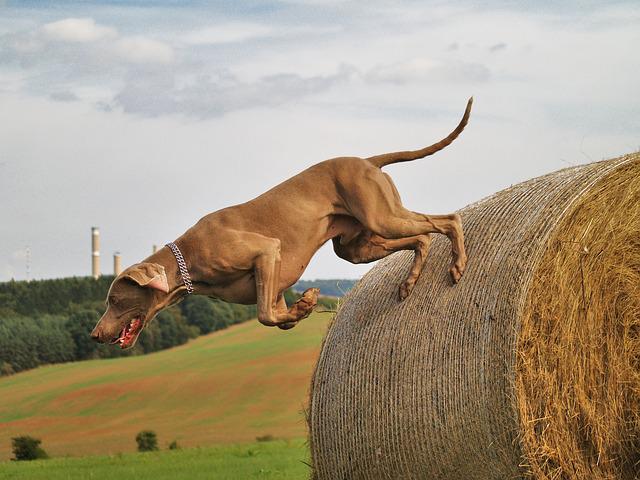 Estes são os melhores cães de caça do mundo - zuzanu pixabay