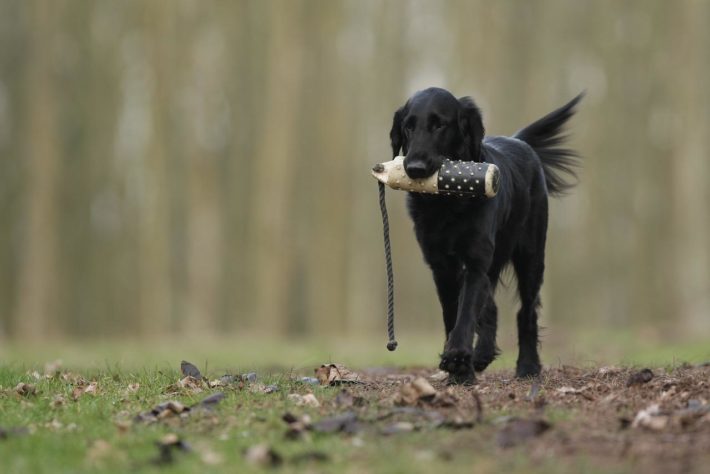 Estes são os melhores cães de caça do mundo