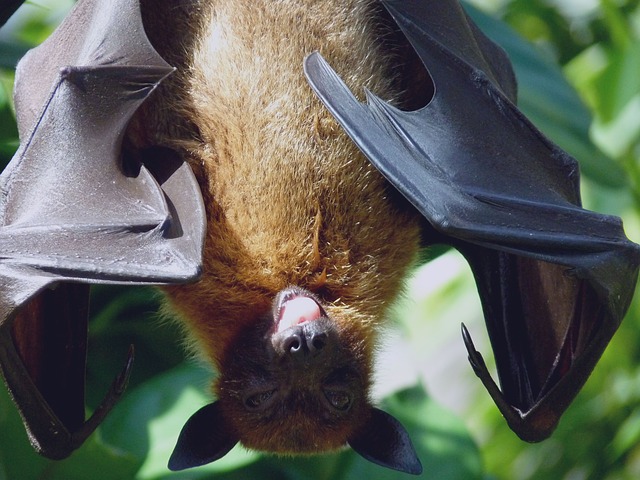 Morcegos são os únicos mamíferos voadores. Eles, geralmente, causam medo nas pessoas. Parte por causa de seu aspecto de ratazana com asas, parte por causa da cultura que associa morcegos a vampiros. Veja algumas curiosidades sobre esta espécie tão temida.  -  (crédito: Julia Schwab pixabay)