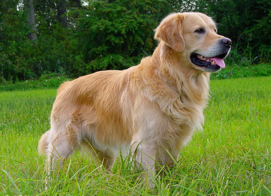 Golden Retriever — O Golden Retriever costuma aceitar comida com entusiasmo e pode ganhar peso se as porções não forem controladas. Apesar de ativo, precisa de exercícios regulares para manter a boa forma. Natação, caminhadas e brincadeiras são opções interessantes.