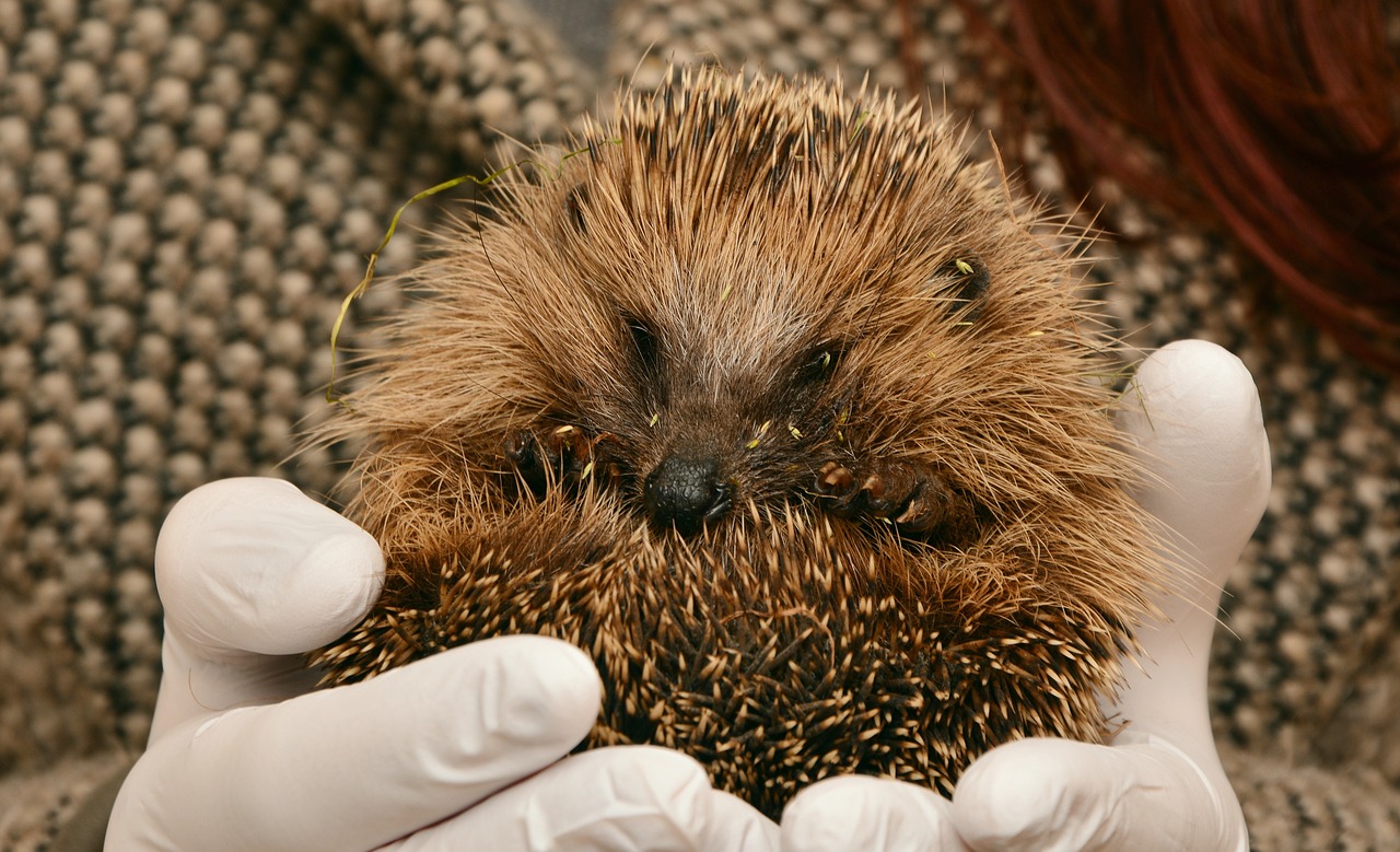 Ouriços - Esses animais mamíferos têm 16 espécies revestidas por pelos em forma de espinhos e, quando o frio chega, se recolhem. 