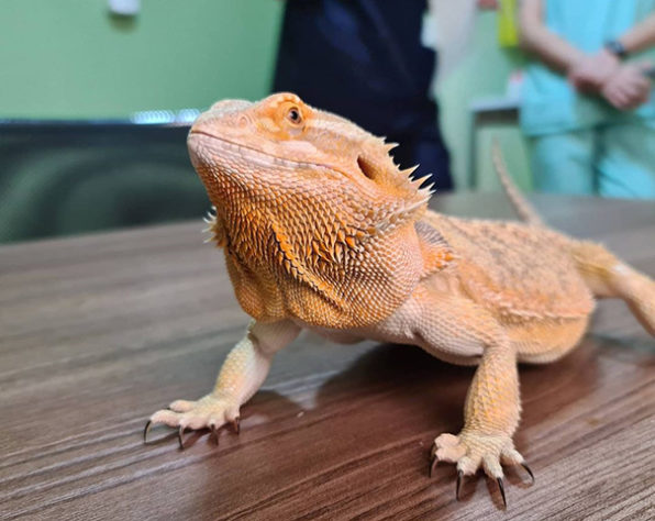 Iguana