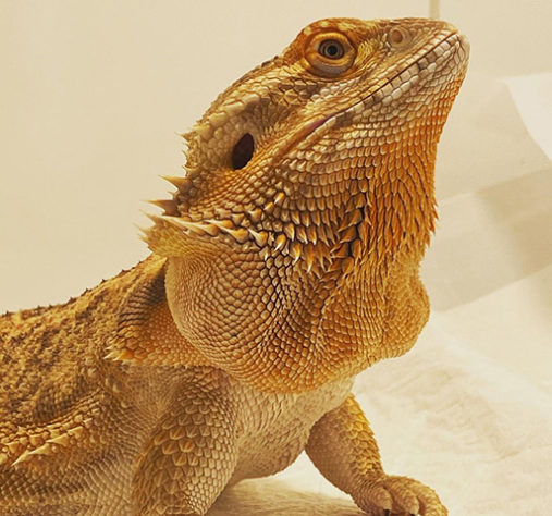 Iguana - animal