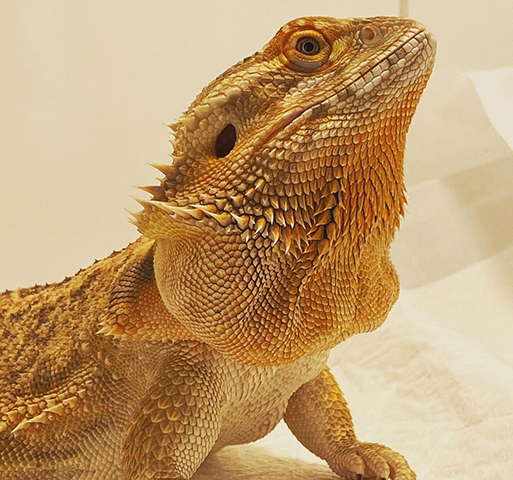 A pele também tem a capacidade de mudar ligeiramente de cor para ajudar regulação da temperatura e na  camuflagem que protege contra predadores