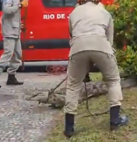 Os bombeiros foram chamados e o jacaré foi levado para a Lagoa de Geribá, que fica a cerca de 10 km da praia da Marina. Volta e meia jacarés ameaçam o sossego das pessoas. 