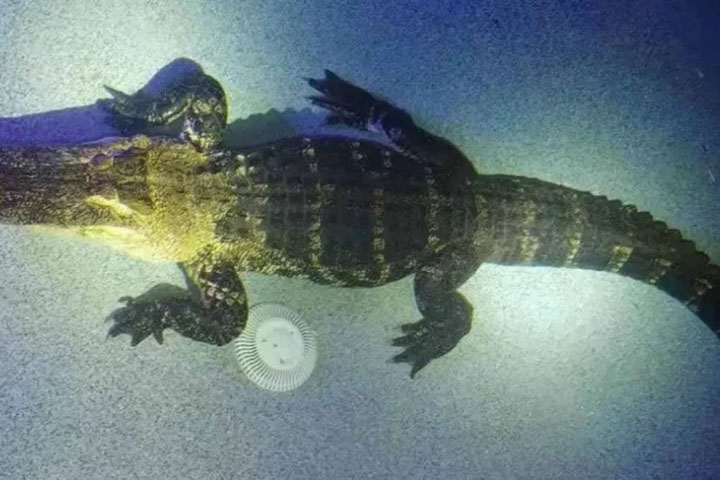 O animal era bem grande, com 3 metros de comprimento e 250 quilos. 