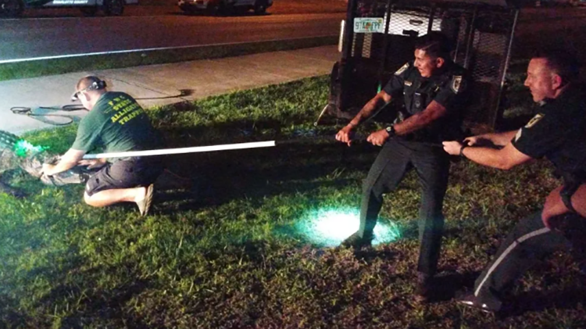 Um especialista auxiliou na retirada do animal, usando um laço e fita adesiva. Ele foi transferido para a cidade de Muse, onde existe uma área que é habitat desses animais.  