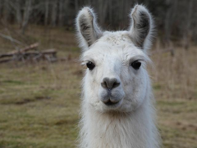 O formato da cabeça também ajuda a distinguir os dois animais. A lhama possui focinho mais comprido e orelhas alongadas, frequentemente descritas como em formato de “banana”, curvadas para dentro.