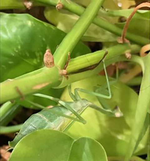 Assim, os animais verdes mostram que essa cor não é exclusividade das plantas. Seja por camuflagem, comunicação ou efeito da luz, o verde desempenha um papel fundamental na adaptação e na sobrevivência no reino animal.