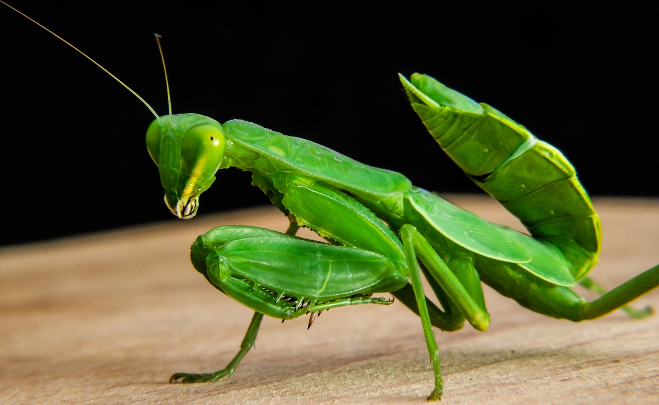 No universo dos insetos, o louva-a-deus é um destaque. Seu corpo alongado e verde permite que ele se confunda com folhas, facilitando a aproximação de presas sem ser percebido.