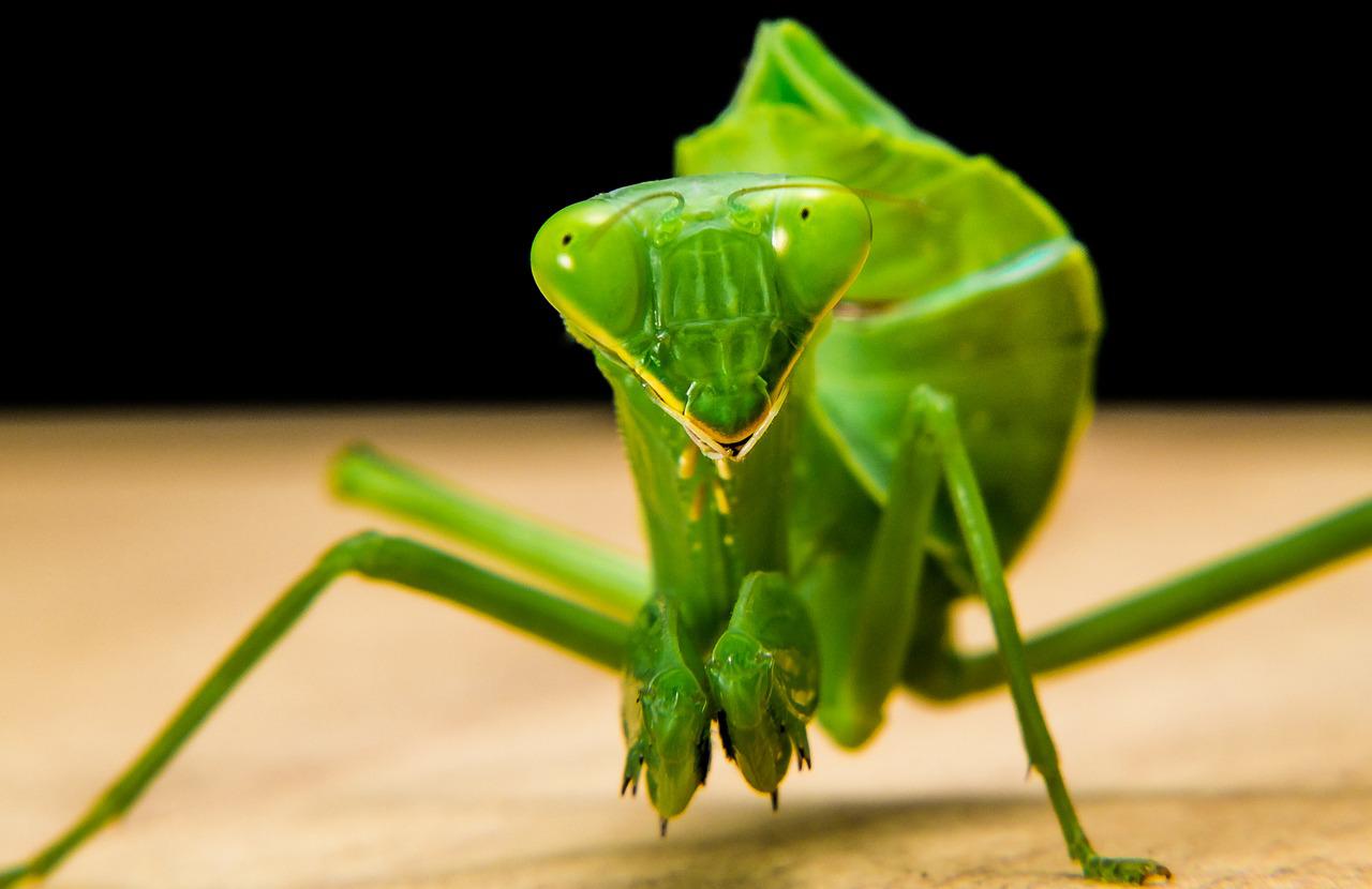 O louva-a-deus nasce do ovo colocado pela fêmea. Sua expectativa de vida é de 1 ano. 