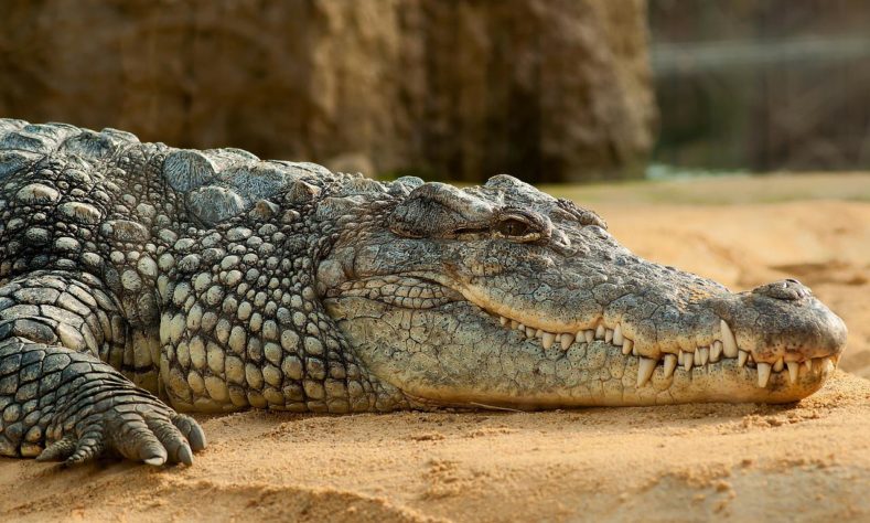 crocodilo - foto neutra